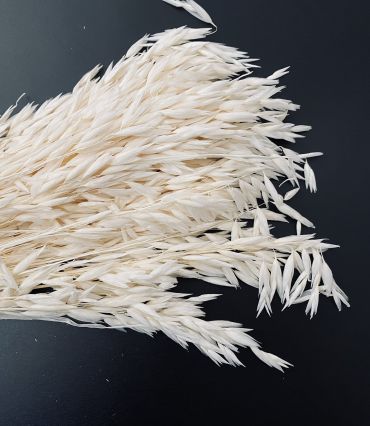 Lagurus 100 gr.