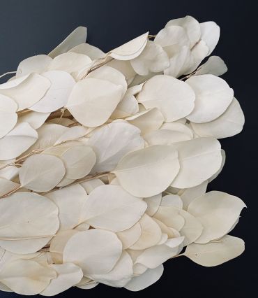 Stabilizētas eikalipts 100 gr.