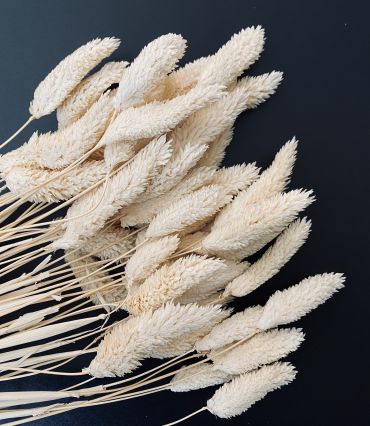 Phalaris 100 gr.