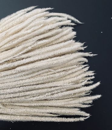 Phleum 100 gr.