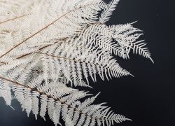 Sausie materiāli floristikai