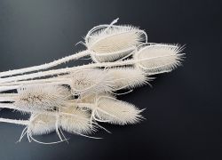 Sausie materiāli floristikai