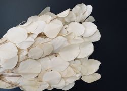 Sausie materiāli floristikai